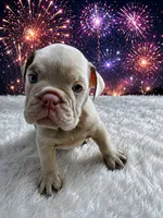 Luna, a female English Bulldog for sale in Houston, TX – 2 of 4