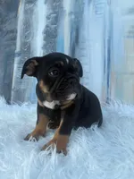 Onyx, a male English Bulldog for sale in Houston, TX – 2 of 3