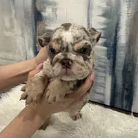 Rose 🐾, a female English Bulldog for sale in Houston, TX – 4 of 4