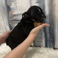 Axel 🐶🐾, a male English Bulldog for sale in Houston, TX – 3 of 7