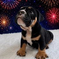 Bruno, a male English Bulldog for sale in Houston, TX – 2 of 2