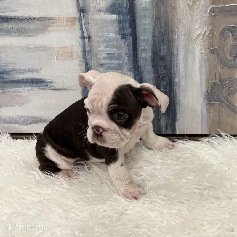 Daisy – English Bulldog puppy for sale in Houston, TX