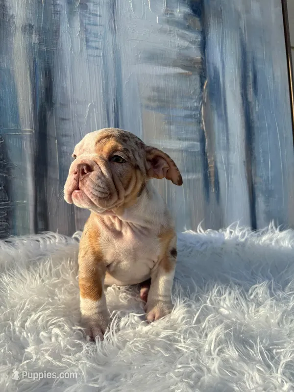 Loli – English Bulldog puppy for sale in Houston, TX