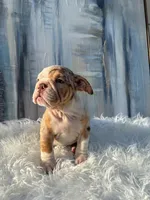 Loli, a male English Bulldog for sale in Houston, TX – 1 of 2