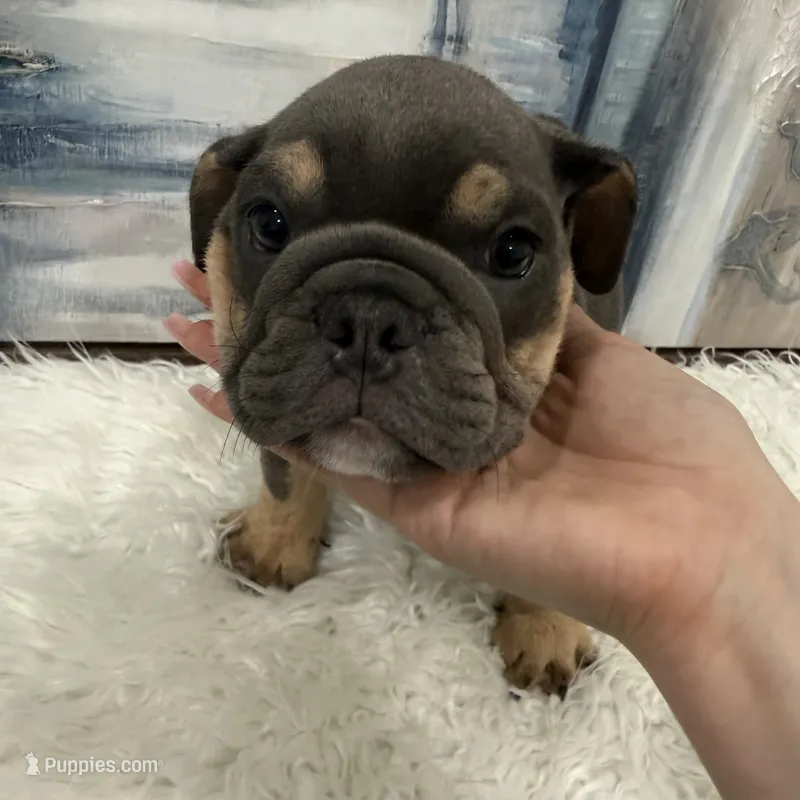 Blue 🐶🐾 – English Bulldog puppy for sale in Houston, TX