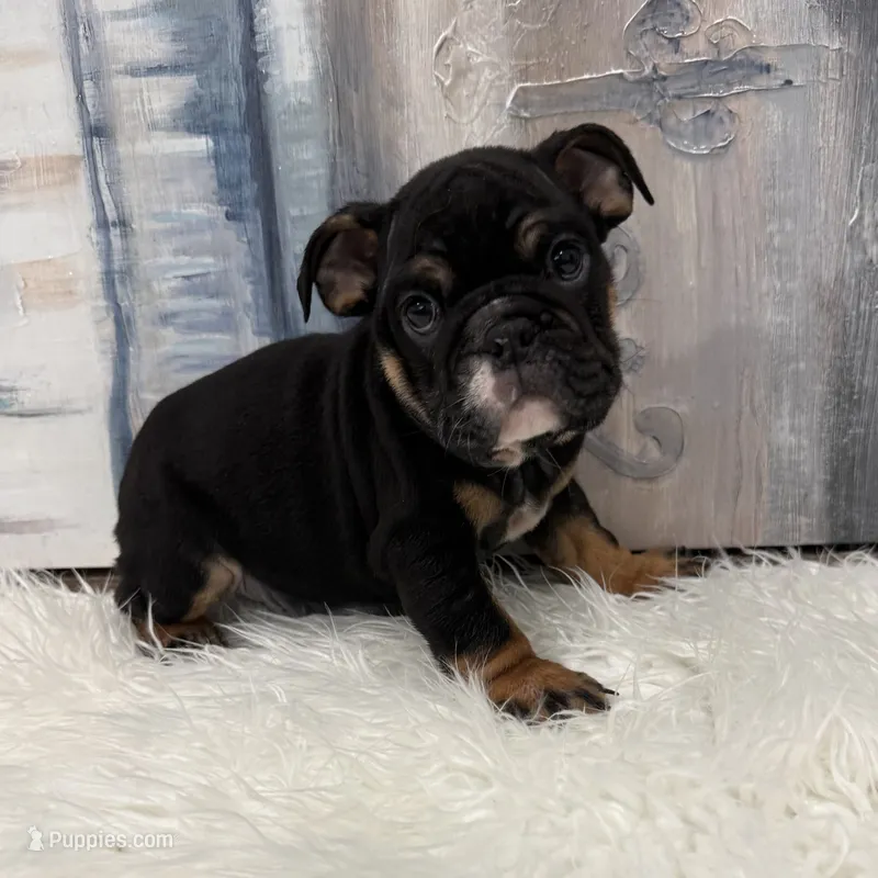 Max 🐾 – English Bulldog puppy for sale in Houston, TX