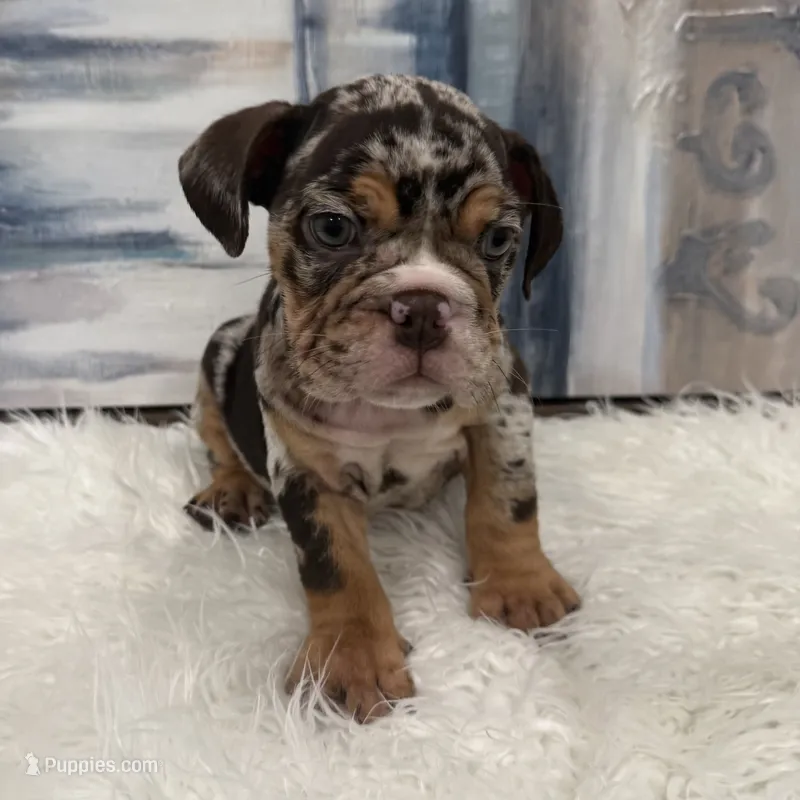 Buddy – English Bulldog puppy for sale in Houston, TX