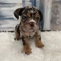 Buddy, a male English Bulldog for sale in Houston, TX – 1 of 4