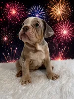Lola, a female English Bulldog for sale in Houston, TX – 1 of 4
