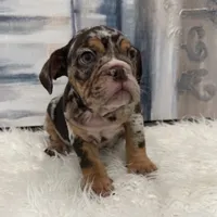 Buddy, a male English Bulldog for sale in Houston, TX – 3 of 4