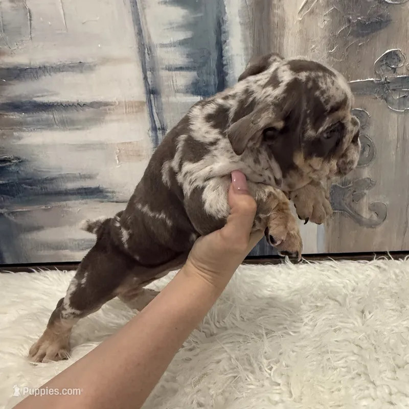 Rose 🐾 – English Bulldog puppy for sale in Houston, TX