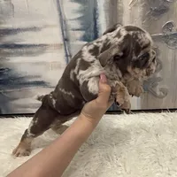Rose 🐾, a female English Bulldog for sale in Houston, TX – 1 of 4