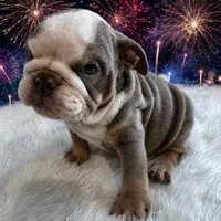 Buster, a male English Bulldog for sale in Houston, TX – 2 of 3