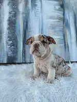 Chip, a male English Bulldog for sale in Houston, TX – 1 of 2