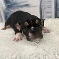 Axel 🐶🐾, a male English Bulldog for sale in Houston, TX – 2 of 7