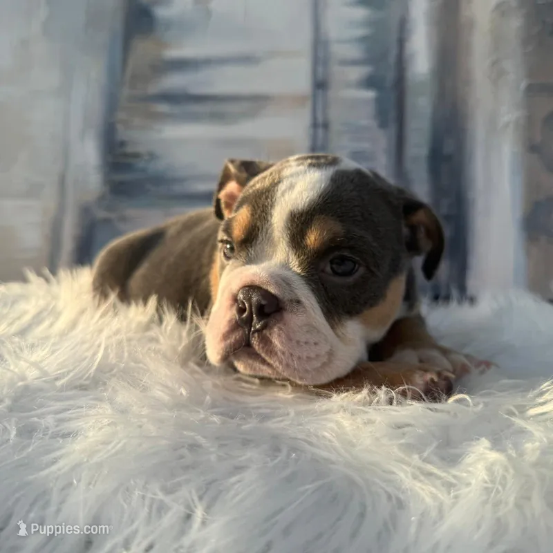Rosco – English Bulldog puppy for sale in Houston, TX
