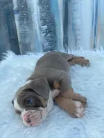 London, a male English Bulldog for sale in Houston, TX – 5 of 6