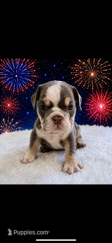 Ace – English Bulldog puppy for sale in Houston, TX