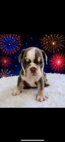 Ace, a male English Bulldog for sale in Houston, TX – 1 of 2