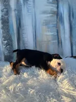 Bela, a female English Bulldog for sale in Houston, TX – 4 of 4