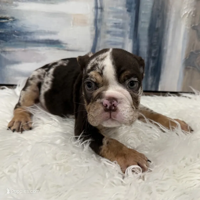 Hershey – English Bulldog puppy for sale in Houston, TX