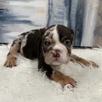 Hershey, a male English Bulldog for sale in Houston, TX – 1 of 3