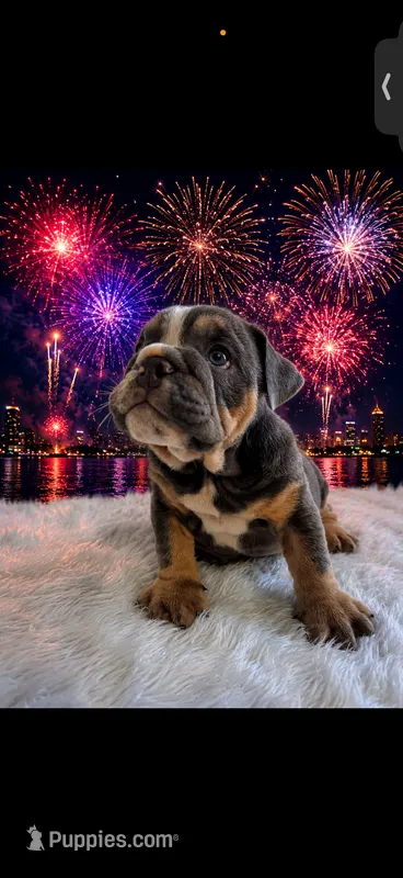 Tank – English Bulldog puppy for sale in Houston, TX