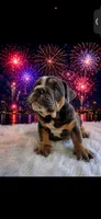 Tank, a male English Bulldog for sale in Houston, TX – 1 of 3