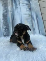 Molly, a female English Bulldog for sale in Houston, TX – 1 of 5