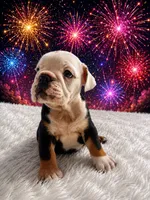 Bela, a female English Bulldog for sale in Houston, TX – 3 of 4