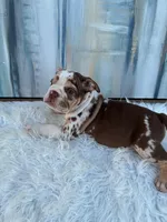 Java, a male English Bulldog for sale in Houston, TX – 3 of 5