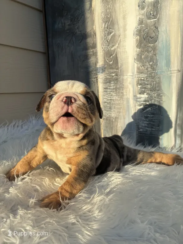 Bebe – English Bulldog puppy for sale in Houston, TX