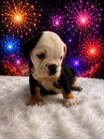Bela, a female English Bulldog for sale in Houston, TX – 2 of 4