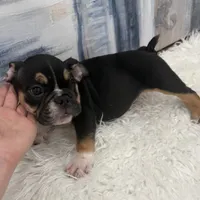 Axel 🐶🐾, a male English Bulldog for sale in Houston, TX – 4 of 7