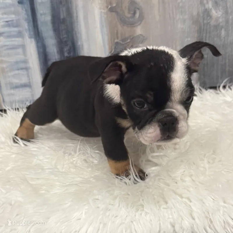 Luna – English Bulldog puppy for sale in Houston, TX