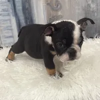 Luna, a female English Bulldog for sale in Houston, TX – 1 of 2