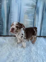 Java, a male English Bulldog for sale in Houston, TX – 1 of 5