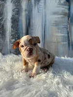 Loli, a male English Bulldog for sale in Houston, TX – 2 of 2
