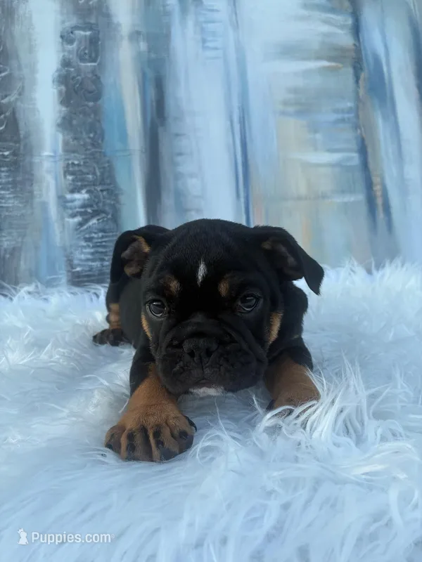 Onyx – English Bulldog puppy for sale in Houston, TX
