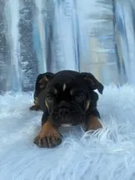Onyx, a male English Bulldog for sale in Houston, TX – 1 of 3