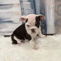 Daisy, a female English Bulldog for sale in Houston, TX – 3 of 5