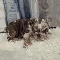 Rose 🐾, a female English Bulldog for sale in Houston, TX – 3 of 4