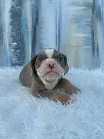 London, a male English Bulldog for sale in Houston, TX – 4 of 6