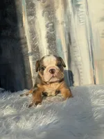 Bebe, a male English Bulldog for sale in Houston, TX – 3 of 3