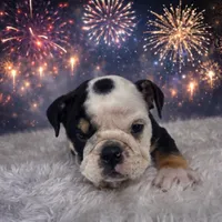 Mila, a female English Bulldog for sale in Houston, TX – Photo 2 of 3