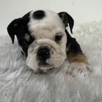 Mila, a female English Bulldog for sale in Houston, TX – Photo 3 of 3