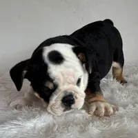 Mila, a female English Bulldog for sale in Houston, TX – Photo 1 of 3