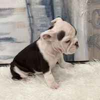 Daisy, a female English Bulldog for sale in Houston, TX – 4 of 5