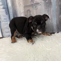 Max 🐾, a male English Bulldog for sale in Houston, TX – 3 of 3