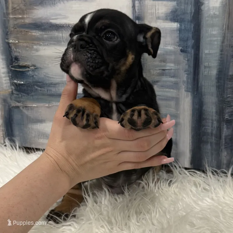 Axel 🐶🐾 – English Bulldog puppy for sale in Houston, TX